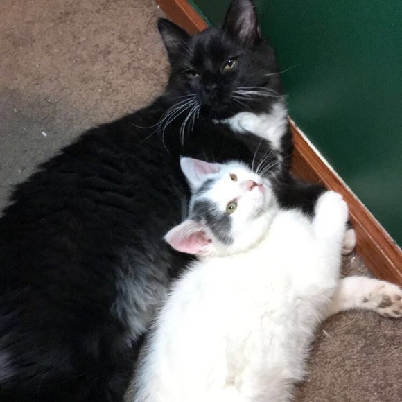 Meet the Posher - Picture 6 of 8